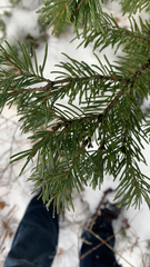 Abies lasiocarpa