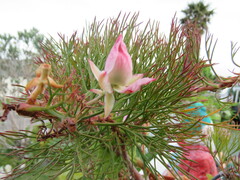 Serruria florida