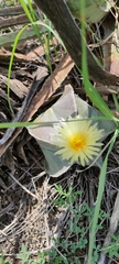 Astrophytum myriostigma
