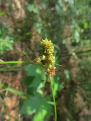 Carex muehlenbergii