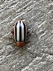 Disonycha leptolineata