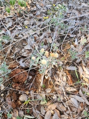 Heterotheca canescens