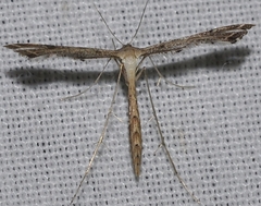 Stenoptilodes taprobanes