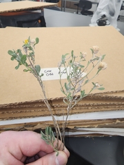 Heterotheca canescens