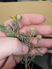 Heterotheca canescens