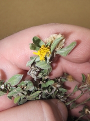 Heterotheca canescens