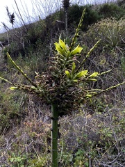 Puya chilensis