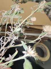 Heterotheca canescens