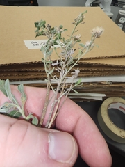 Heterotheca canescens