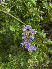 Solanum pinnatum