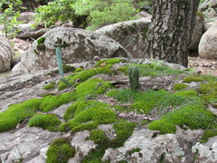 Myrtillocactus geometrizans