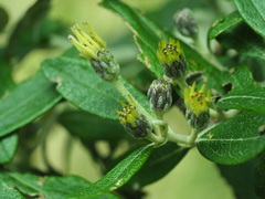Olearia phlogopappa