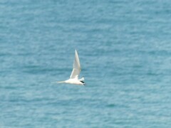 Sterna striata striata