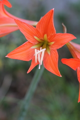 Hippeastrum petiolatum
