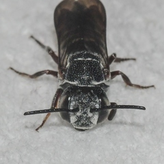 Coelioxys modestus