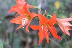 Hippeastrum petiolatum