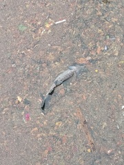 Oncorhynchus tshawytscha