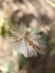 Acourtia nana