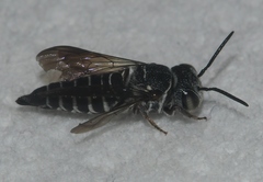 Coelioxys modestus