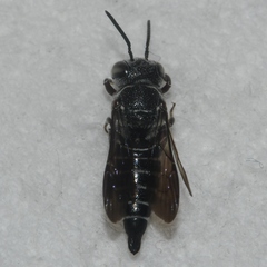 Coelioxys modestus