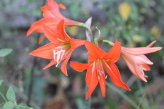 Hippeastrum petiolatum