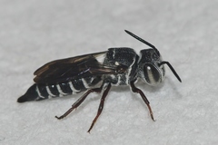 Coelioxys modestus
