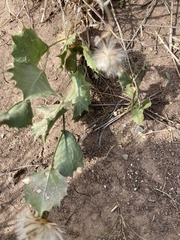 Acourtia nana