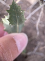 Acourtia nana