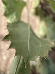 Acourtia nana