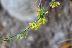 Acmispon glaber glaber