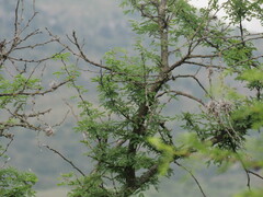 Vachellia schaffneri