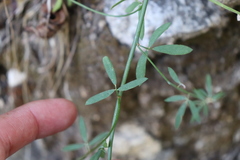 Acmispon glaber glaber