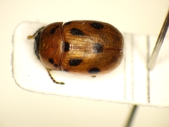 Gonioctena fornicata