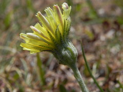 Pilosella officinarum