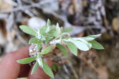 Pseudognaphalium biolettii