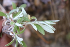 Pseudognaphalium biolettii