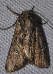 Mniotype occidentalis
