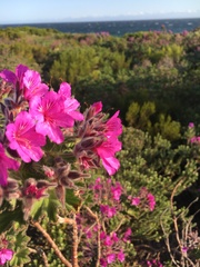 Pelargonium cucullatum