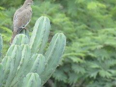 Myrtillocactus geometrizans
