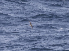 Pterodroma cookii