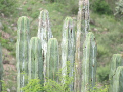 Isolatocereus dumortieri