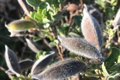 Podalyria calyptrata