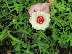 Portulaca grandiflora