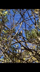 Mimus polyglottos