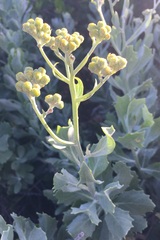 Senecio halimifolius