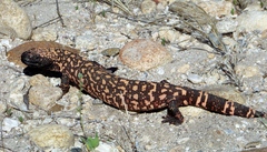 Heloderma suspectum suspectum