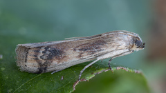 Euzophera osseatella