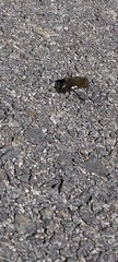 Hydrophilus