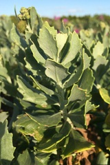 Senecio halimifolius