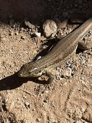Gallotia galloti